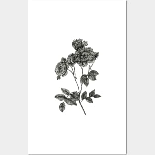 Peony flower stem - B&W Posters and Art